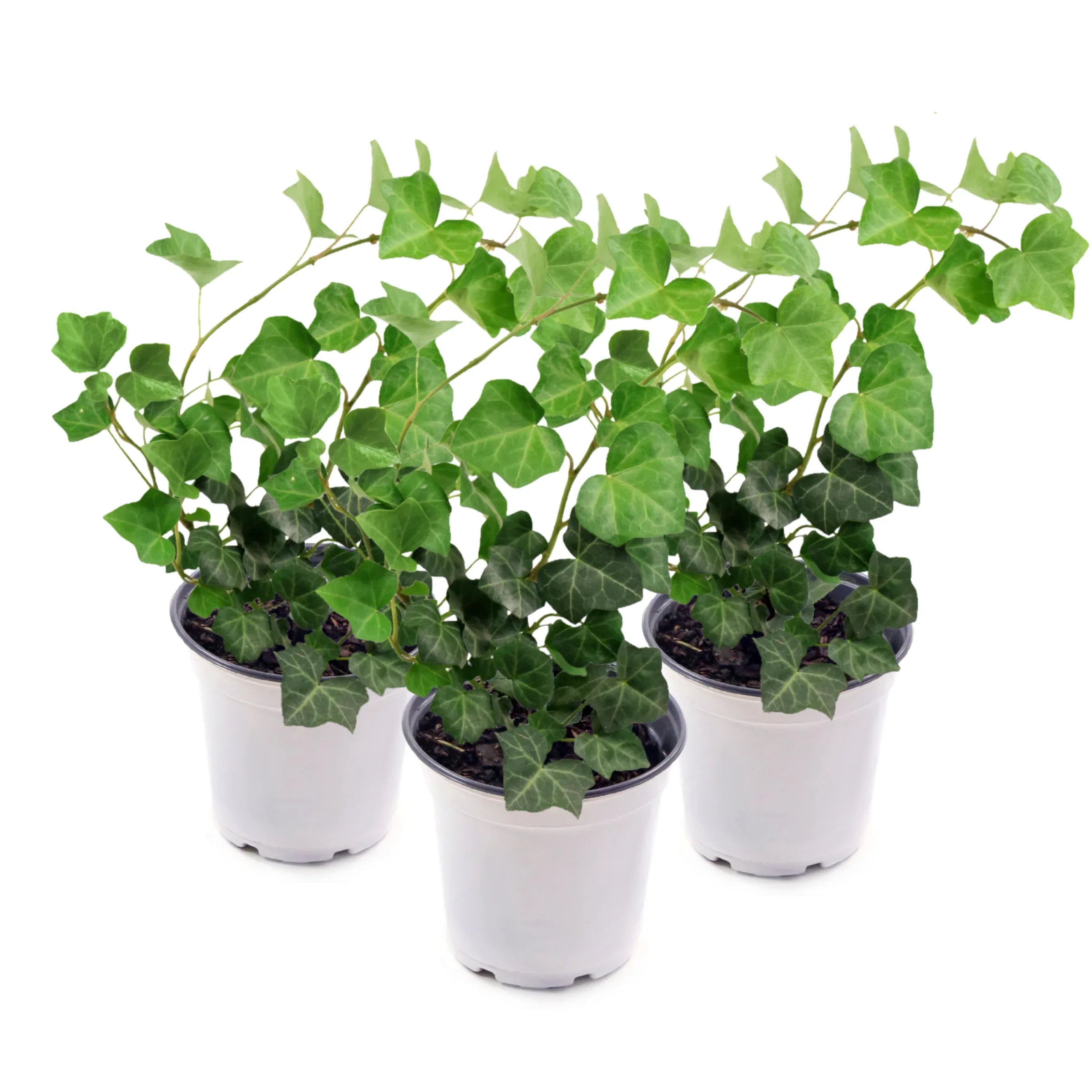 Hedera helix-(English Ivy)