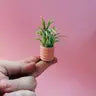 Air Plant + Mini Planter