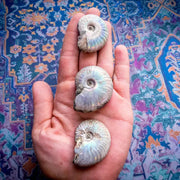 Rainbow Ammonite Fossil