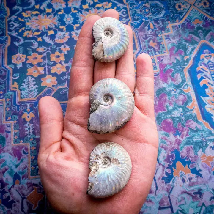 Rainbow Ammonite Fossil
