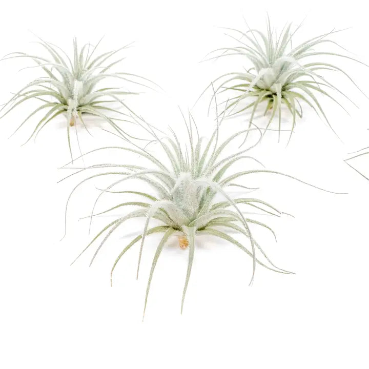 Tillandsia Tectorum Ecuador Air Plants