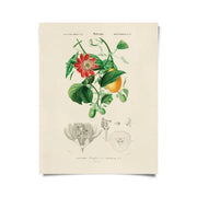 Vintage Botanical Passionflower Print