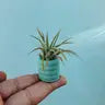 Air Plant + Mini Planter