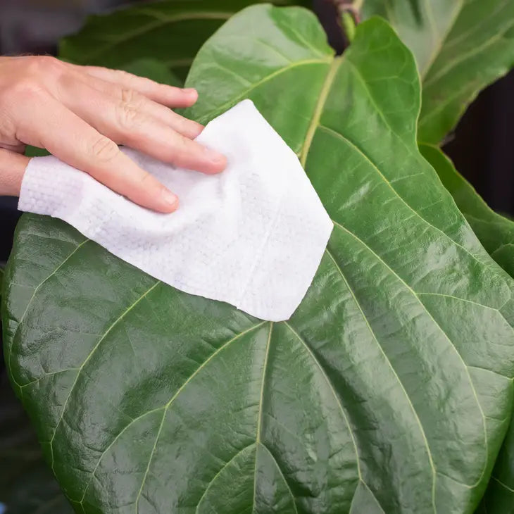 Houseplant Cleaning and Dusting Wipes by Wild Lark