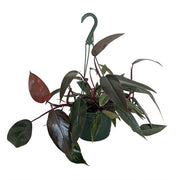 Philodendron 'Bloody Mary'