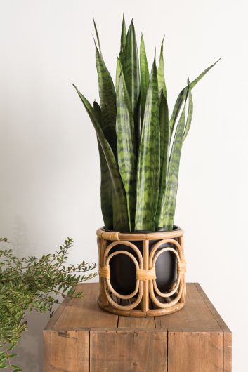 Black + Rattan Planter