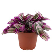 Tradescantia Nanouk (Tradescantia zebrina)