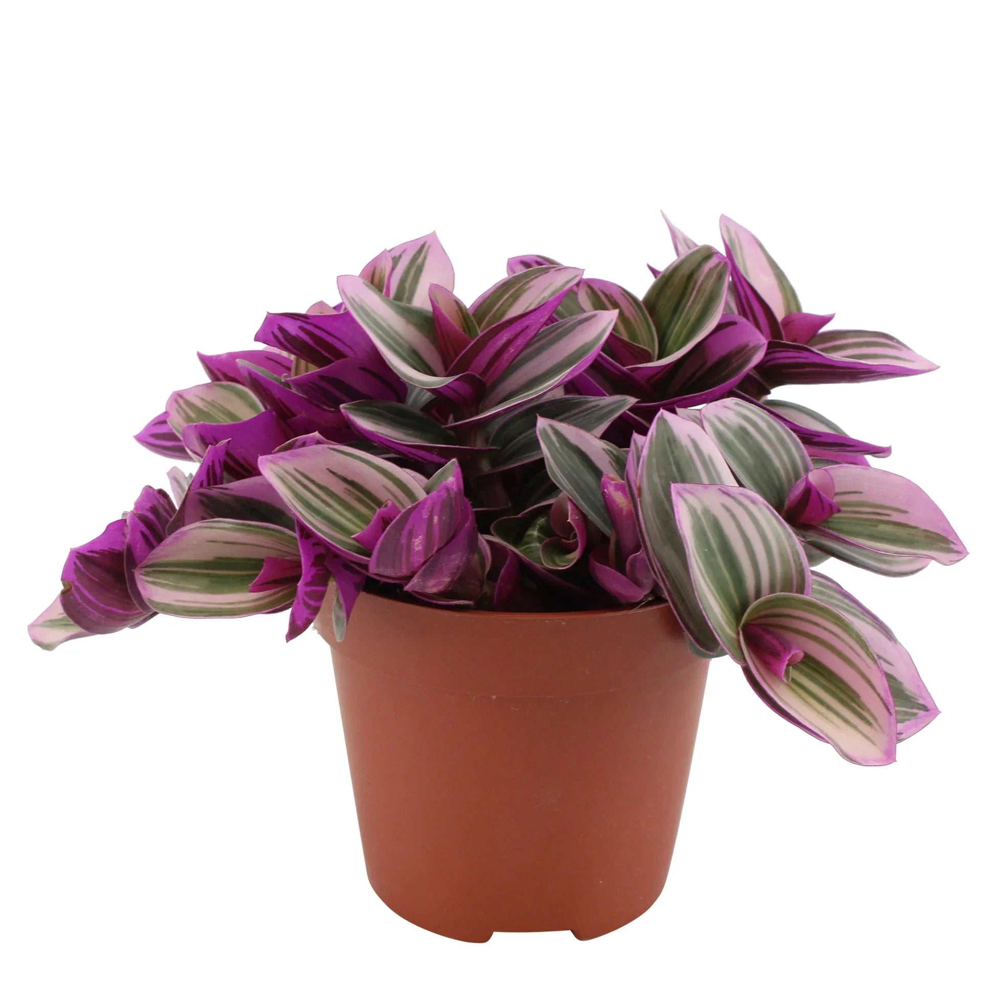 Tradescantia Nanouk (Tradescantia zebrina)