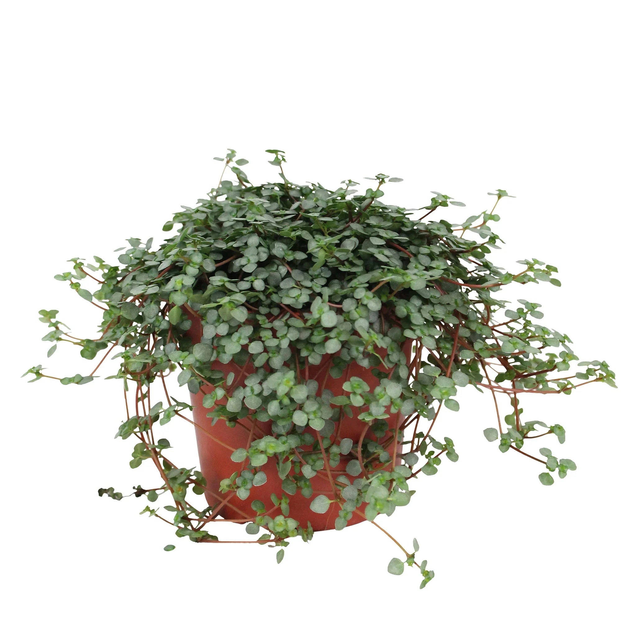Pilea "Aquamarine"