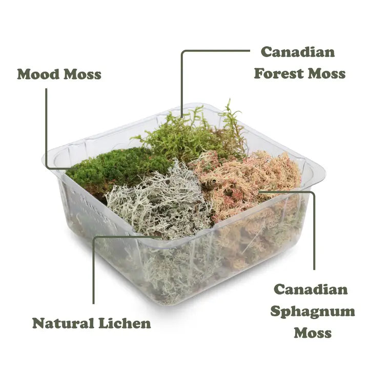 Revita-Moss Mixed Pack – 4 Species of Live / Dormant Moss