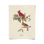 Vintage Audubon Cardinal Bird Print