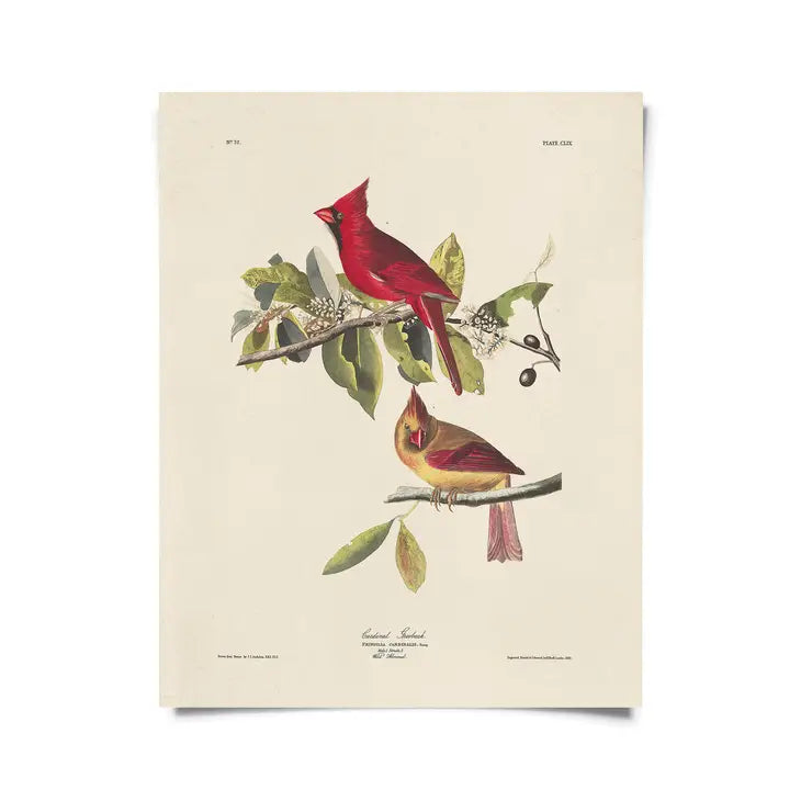Vintage Audubon Cardinal Bird Print