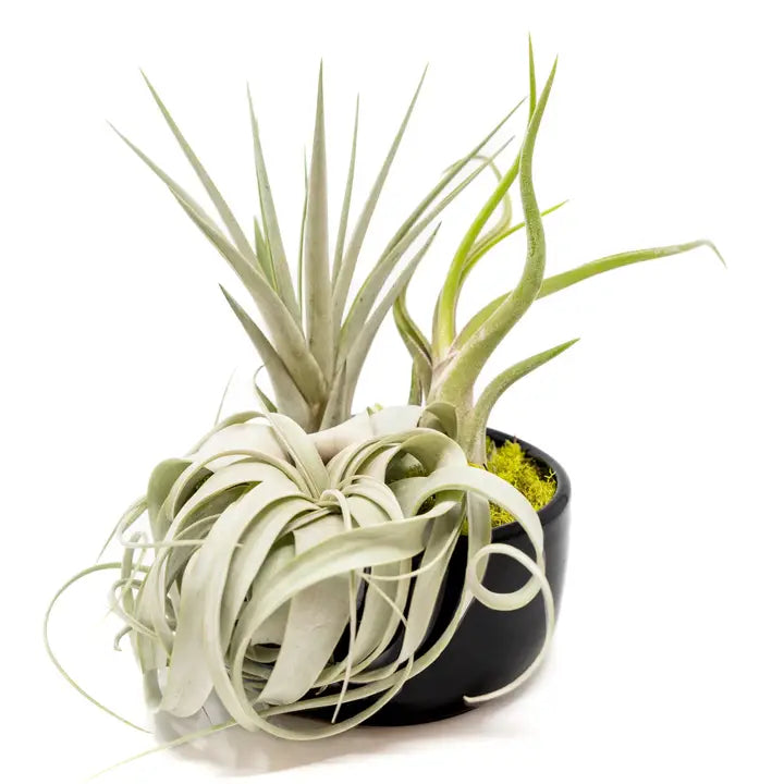 Air Plant Bowl Garden