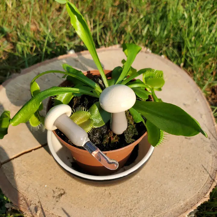 Mushroom Glass Plant Spike