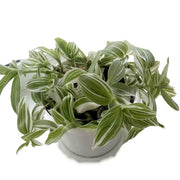 Tradescantia "White Zebra" (Tradescantia zebrina)