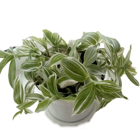 Tradescantia "White Zebra" (Tradescantia zebrina)