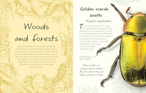 An Anthology of Beetles A Collection of Brilliant Beetles from Around the World