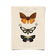 Vintage d'Orbigny Moth Insect Print