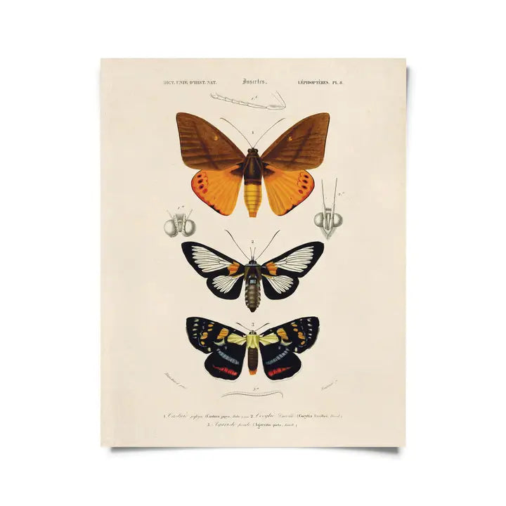 Vintage d'Orbigny Moth Insect Print