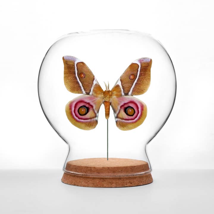 Butterfly Globes
