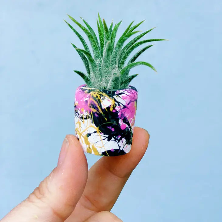 Air Plant + Mini Planter