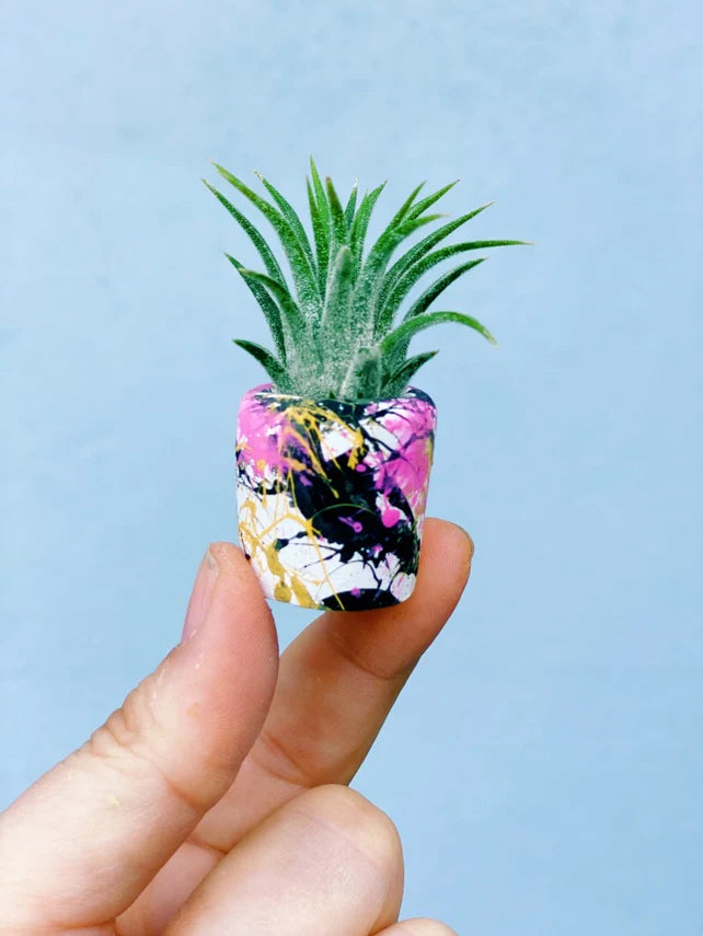Air Plant + Mini Planter