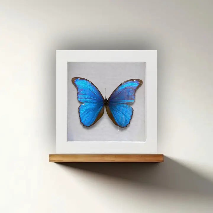 Real Framed Butterfly, 6x6x1 Inch
