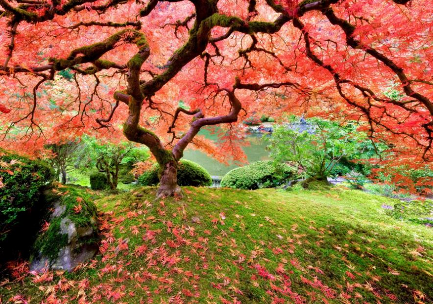 Puzzle 1000 Piece Japanese Maple Tree by Homeportonline