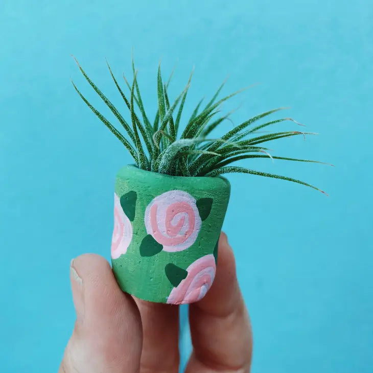 Air Plant + Mini Planter