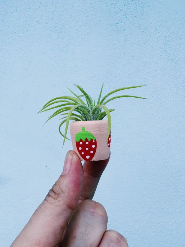 Air Plant + Mini Planter