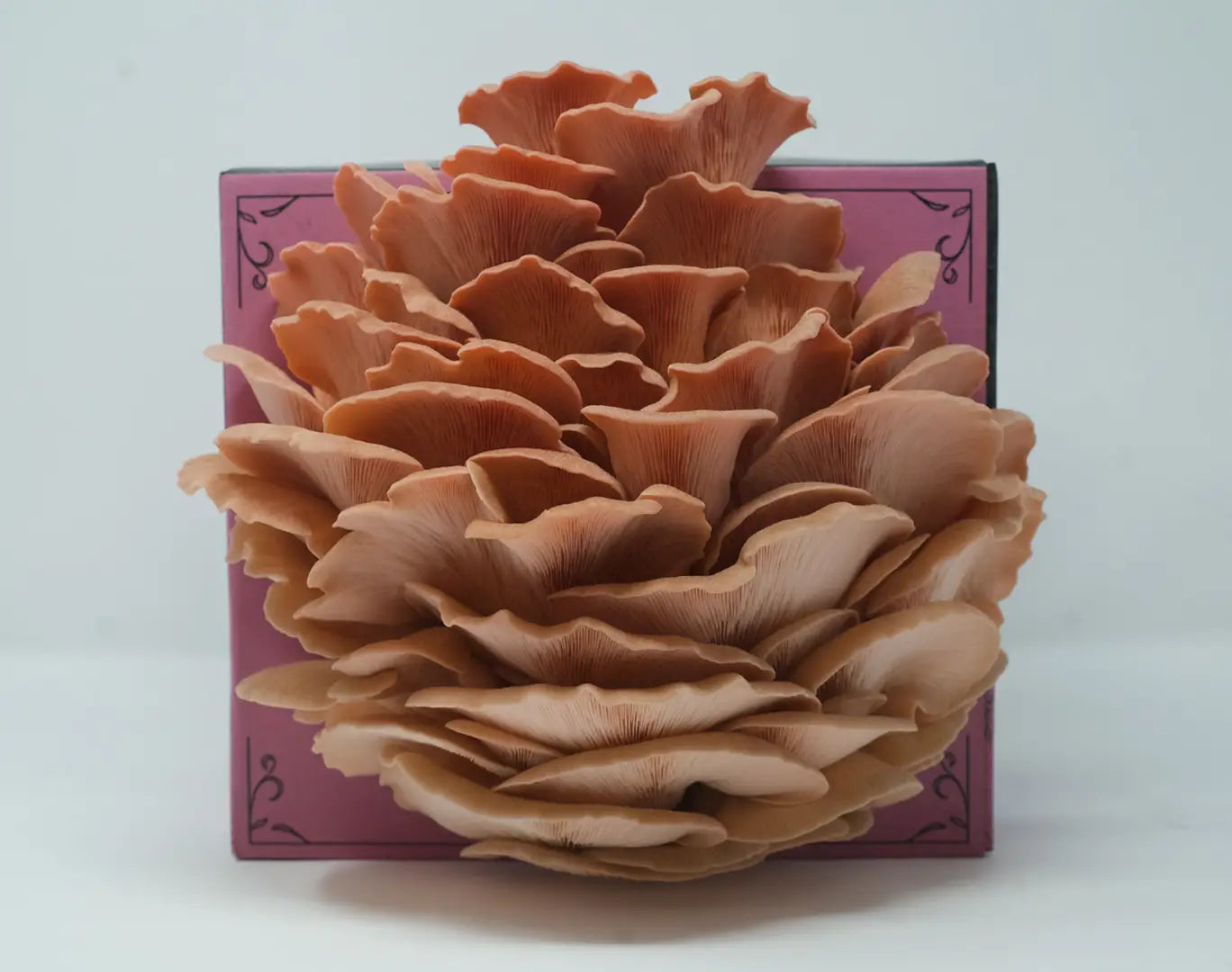 Organic Mushroom Grow-Your-Own Kits