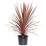 Cordyline Grass "Red Star"