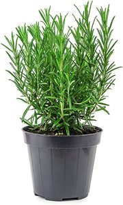 Rosemary "Tuscan Blue"