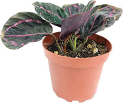 Calathea "dottie"