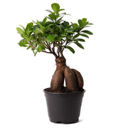 Ficus 'Ginseng'