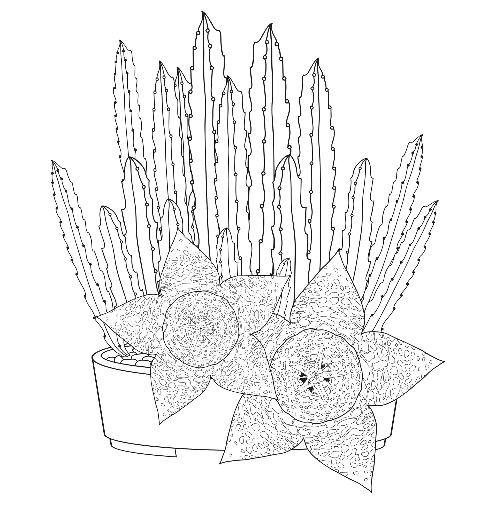 Artist's Adult Coloring Book Succulents by Homeportonline