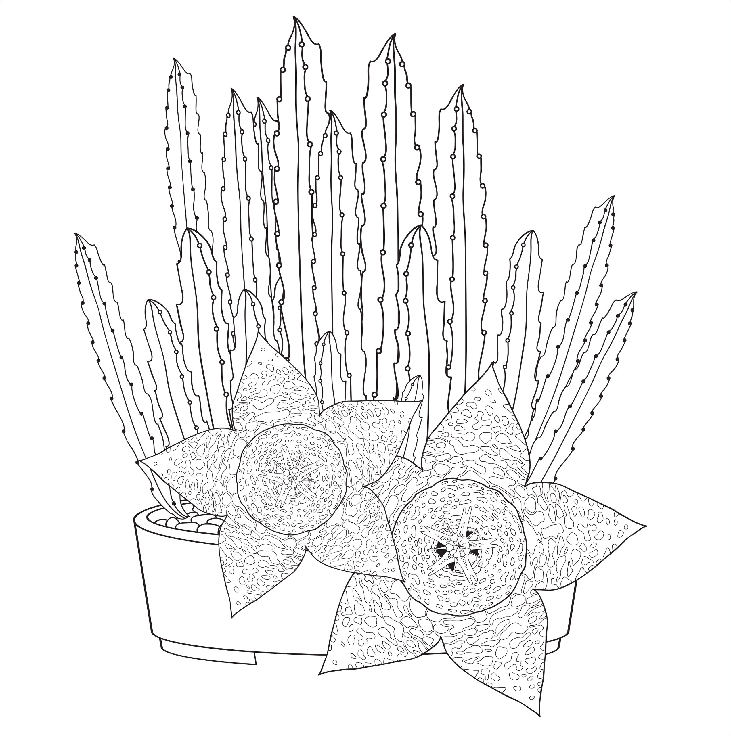 Artist's Adult Coloring Book Succulents by Homeportonline