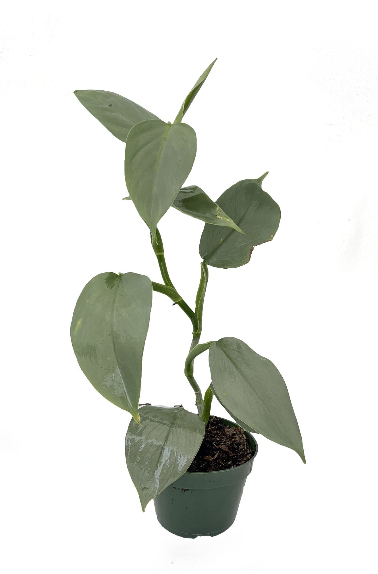 Philodendron "Silver Sword"