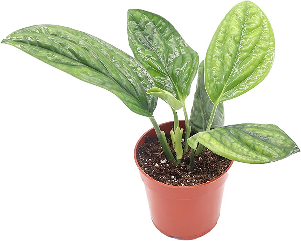Philodendron 'Green Galaxy'