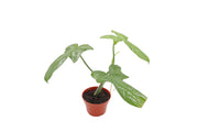 Philodendron 'Panda'