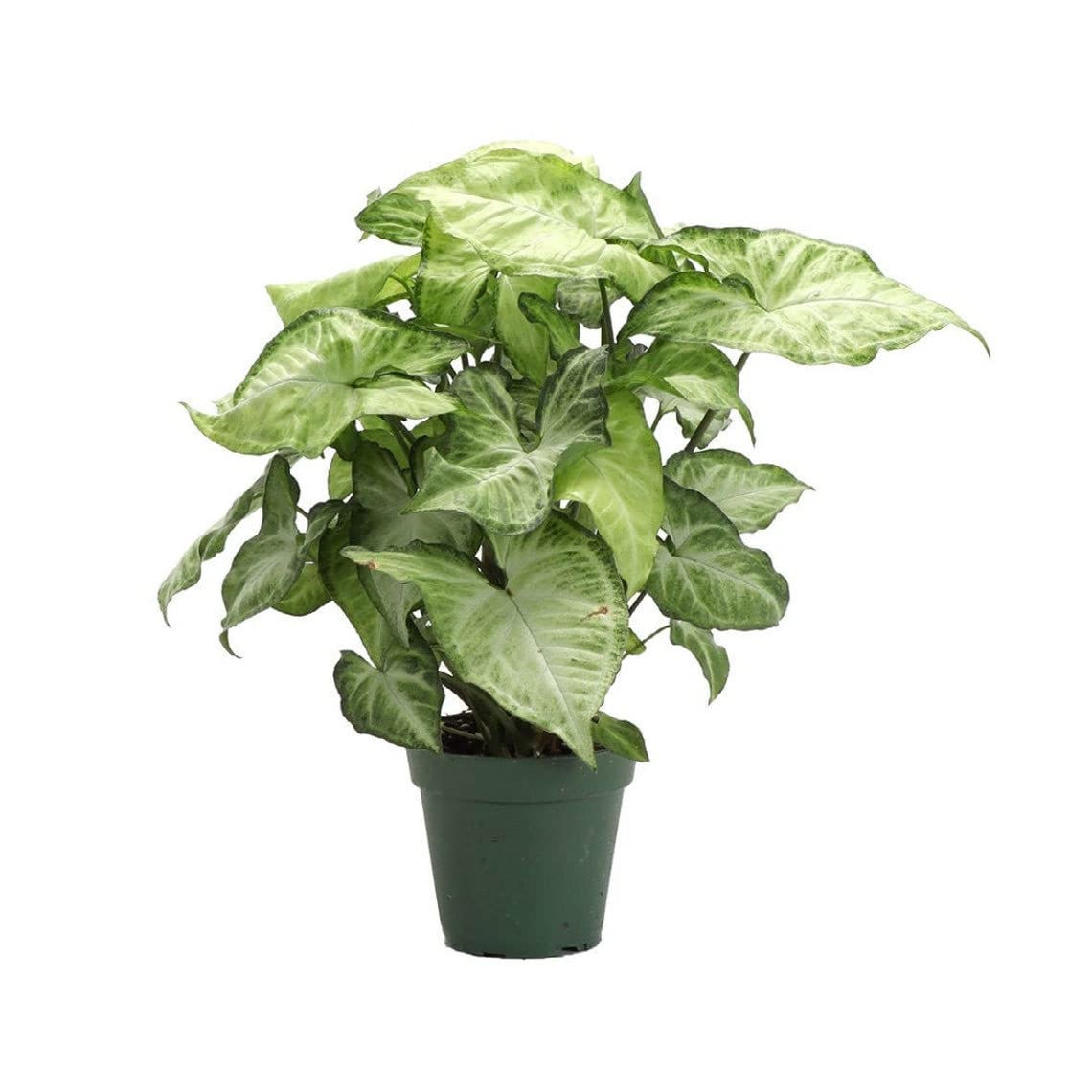 Arrowhead Vine, 'White Butterfly' (Syngonium podophyllum)
