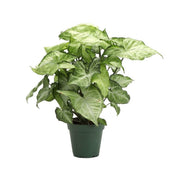 Arrowhead Vine, 'White Butterfly' (Syngonium podophyllum)