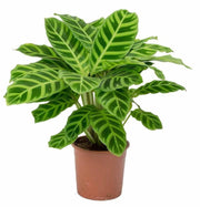 Calathea "Zebra" (Calathea zebrina)