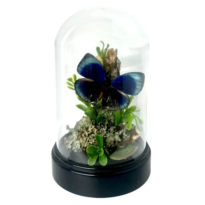 6X4 Inch Butterfly Dome Diorama
