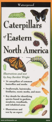 Caterpillars of Eastern North America