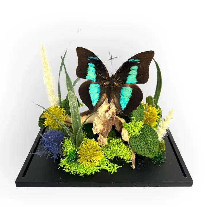Real Butterfly Diorama - 6x8x6 in