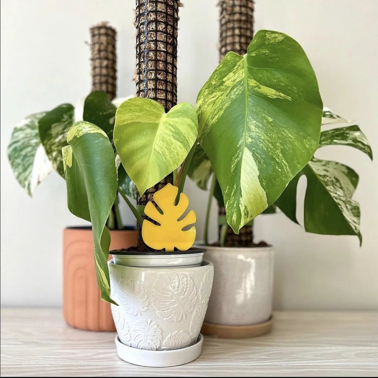 Monstera-Shaped Sticky Traps by Wild Lark