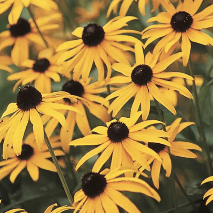 Black Eyed Susan Flower Seeds