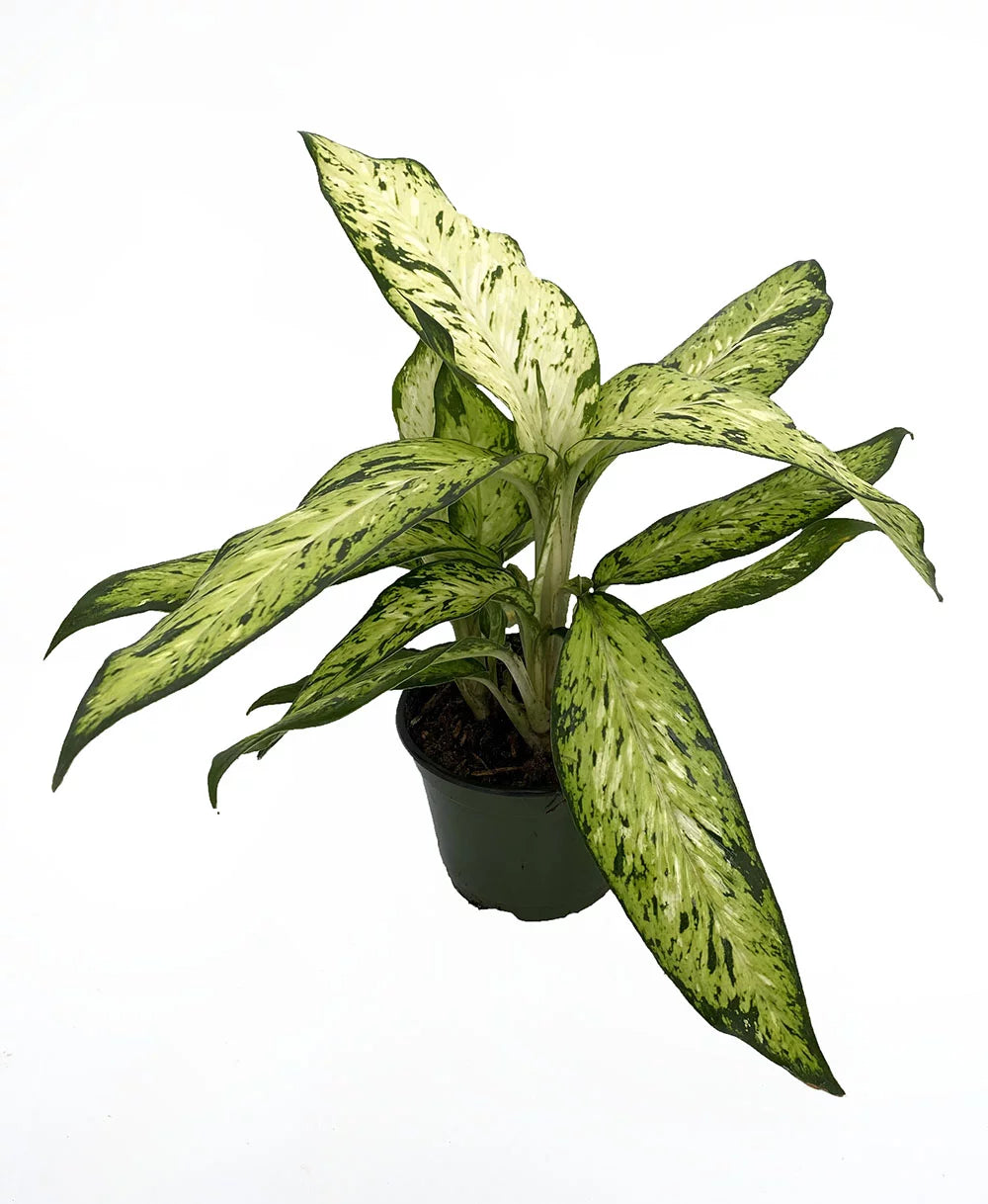 Dieffenbachia 'Starbright'