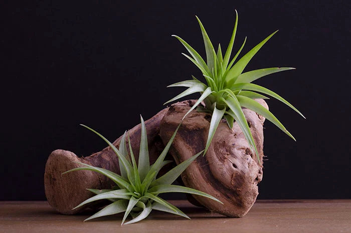 Air Plants